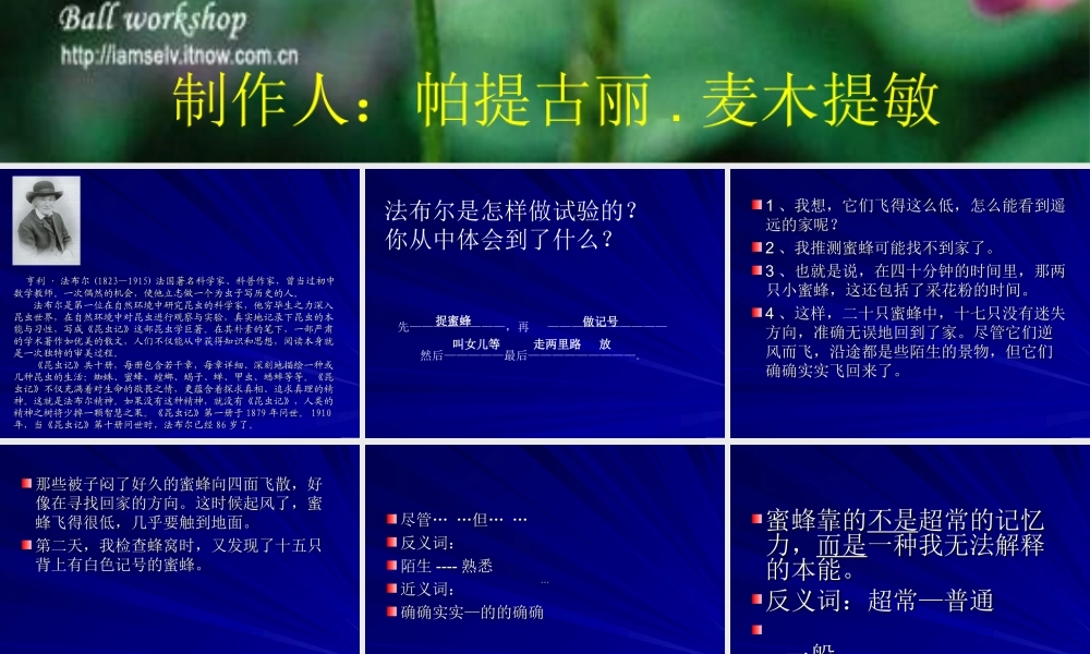 三年级语文蜜蜂课件