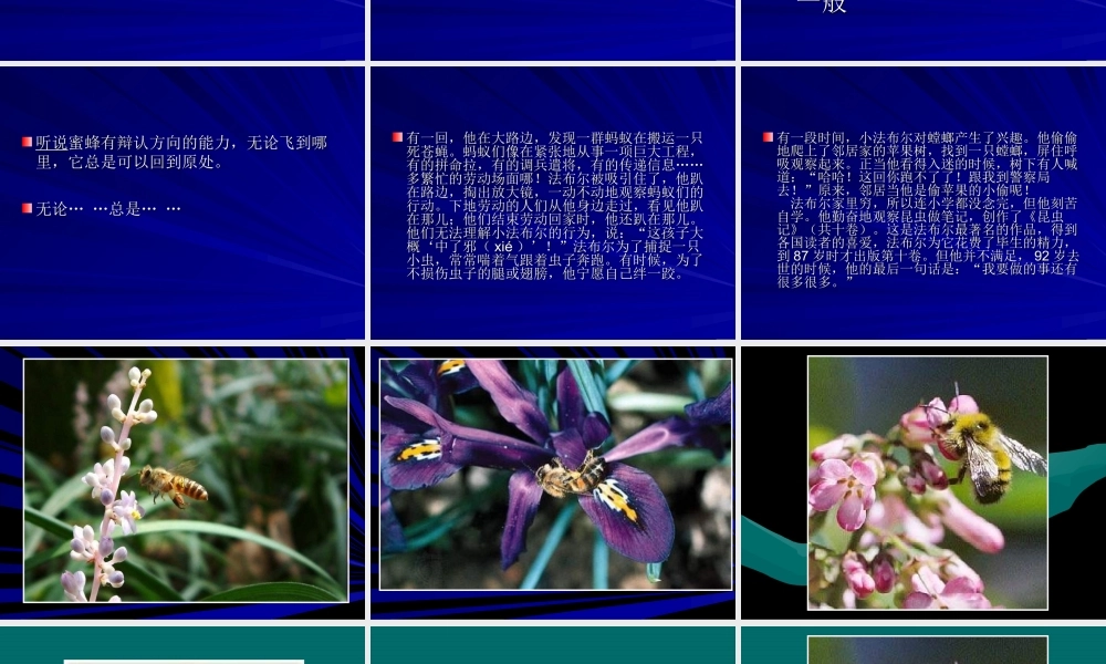 三年级语文蜜蜂课件