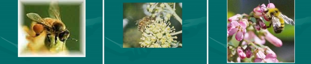 三年级语文蜜蜂课件