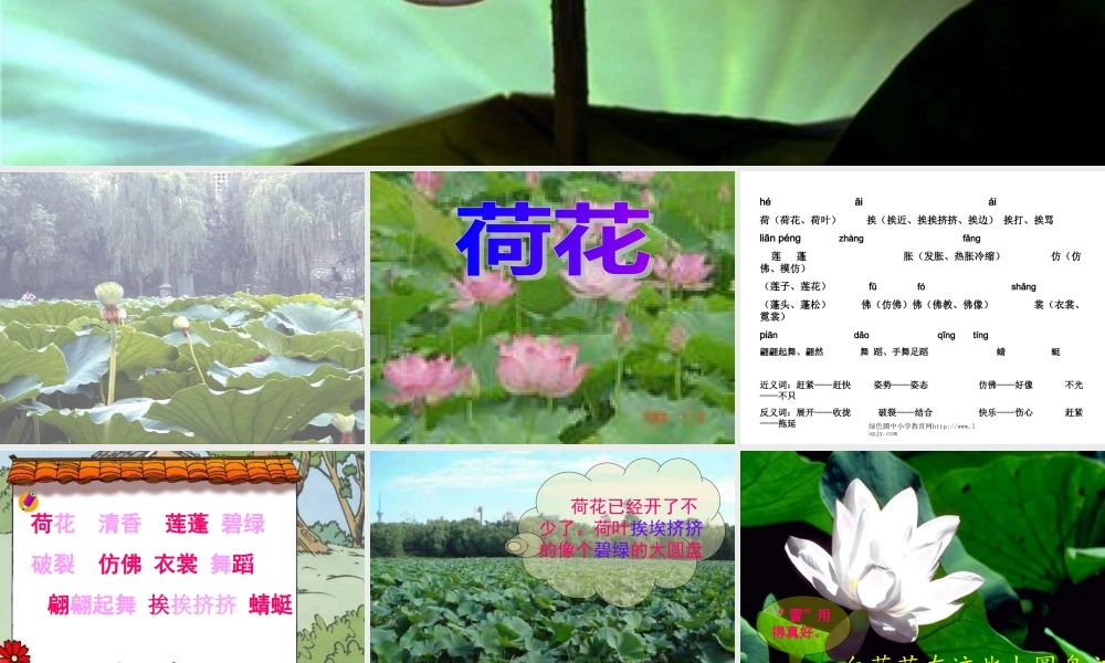 人教版三年级语文下册《荷花》课件PPT (2)