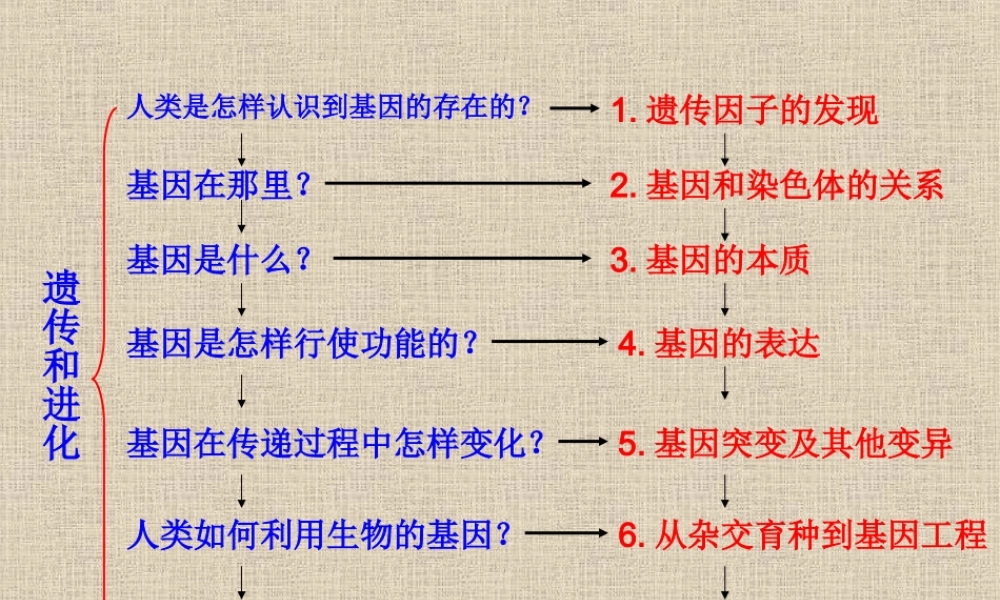 孟德尔的豌豆杂交实验一