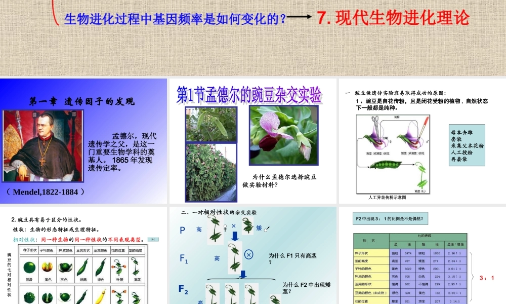 孟德尔的豌豆杂交实验一