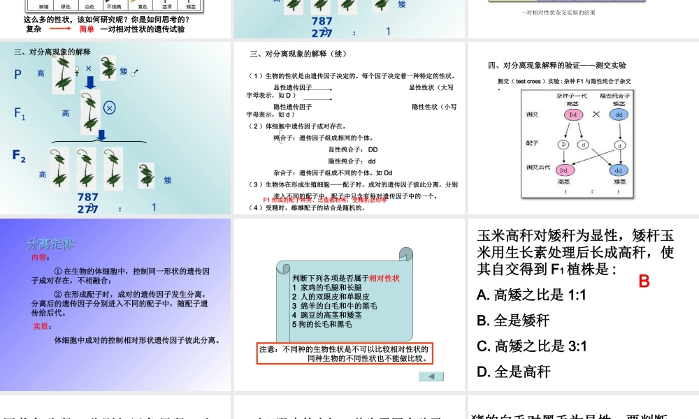 孟德尔的豌豆杂交实验一
