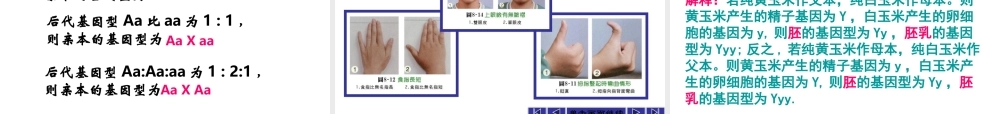 孟德尔的豌豆杂交实验一