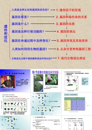 孟德尔的豌豆杂交实验一