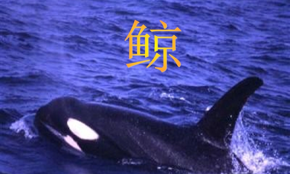 小学五年级上册语文第九课鲸PPT课件2