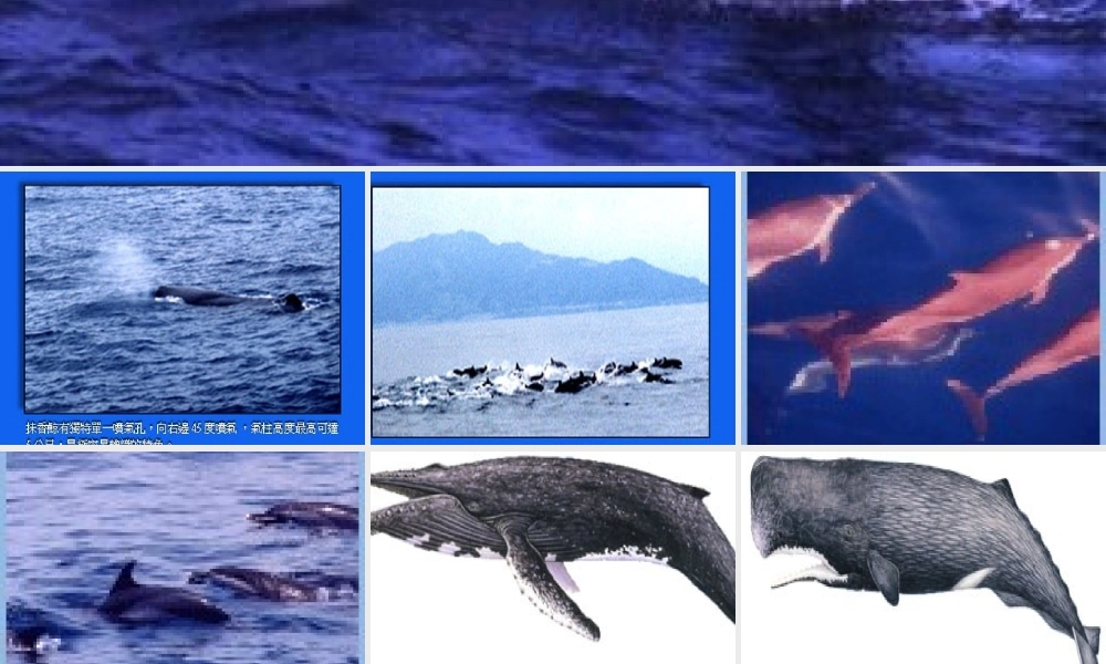 小学五年级上册语文第九课鲸PPT课件2