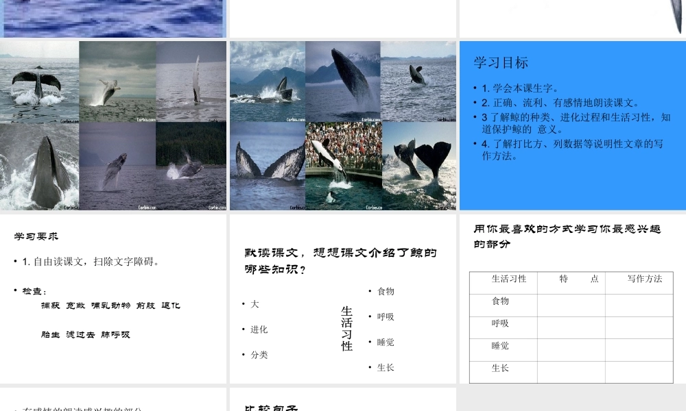 小学五年级上册语文第九课鲸PPT课件2