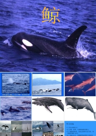 小学五年级上册语文第九课鲸PPT课件2