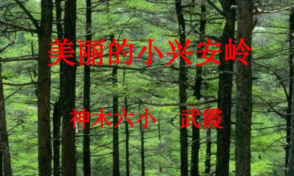 美丽的小兴安岭 