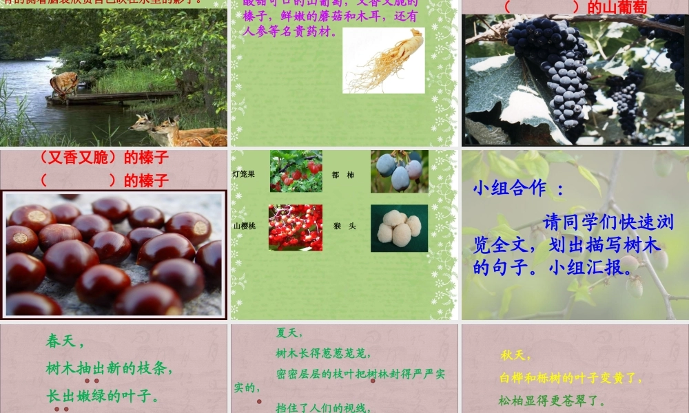 美丽的小兴安岭 