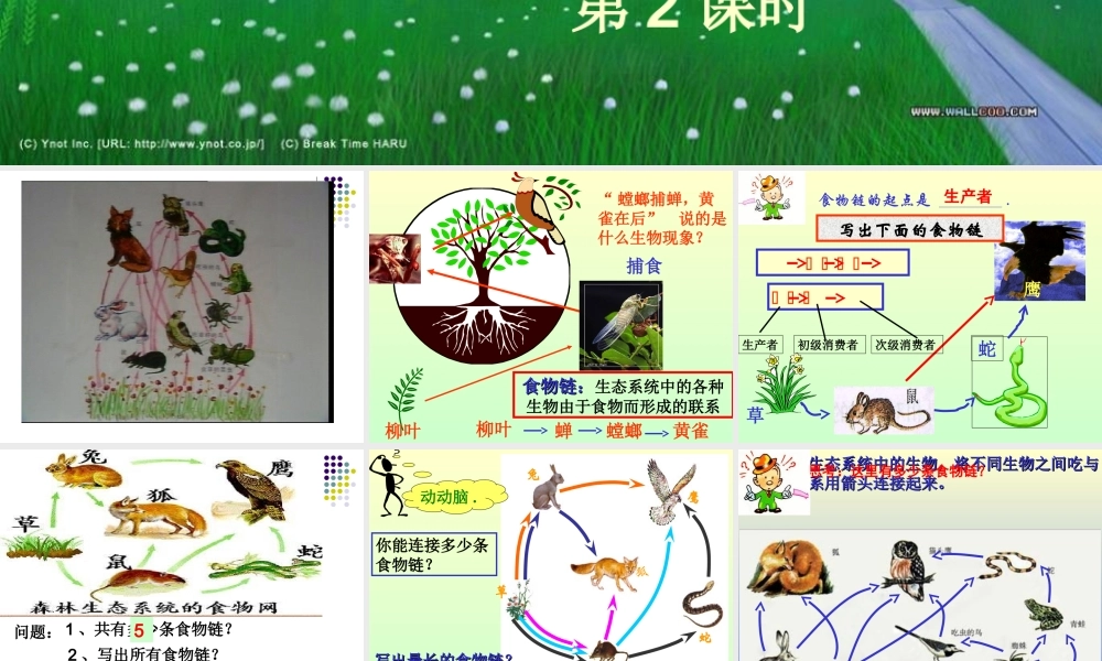 生态系统第二三课时