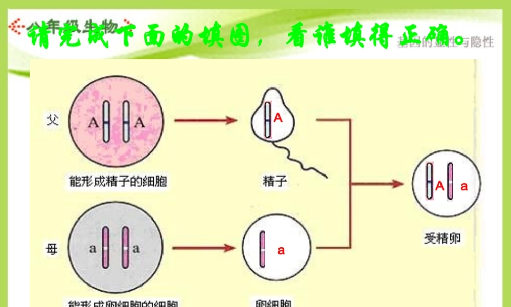 八年级生物下册_第七单元第二章第三节基因的显性和隐性课件(上课用)_人教新课标版