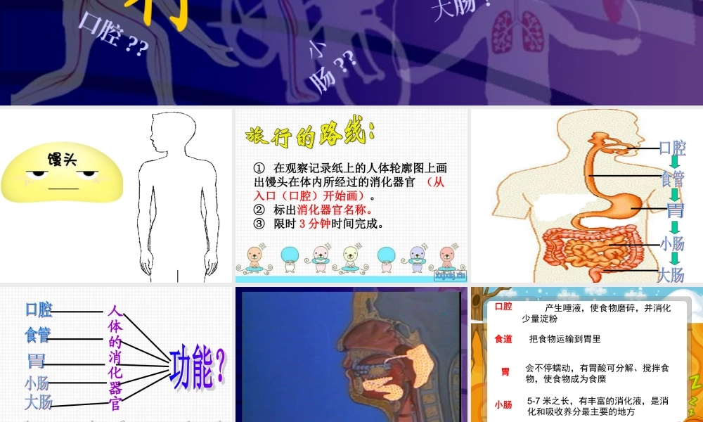 小学科学四上《食物在体内的旅行》课件