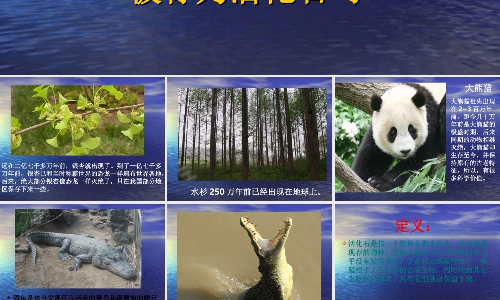 《活化石与马的进化》