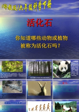 《活化石与马的进化》