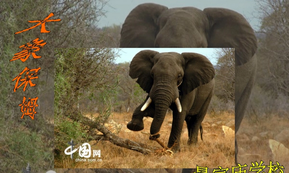 语文s版_小学三年级下册_《大象保姆》课件(PPT)