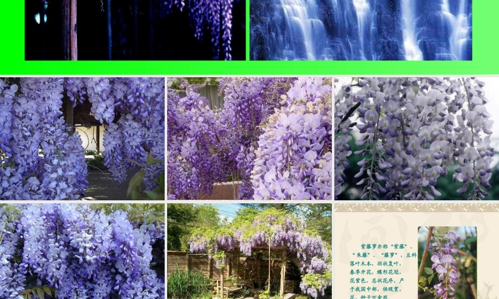 紫藤萝瀑布课件 (3)