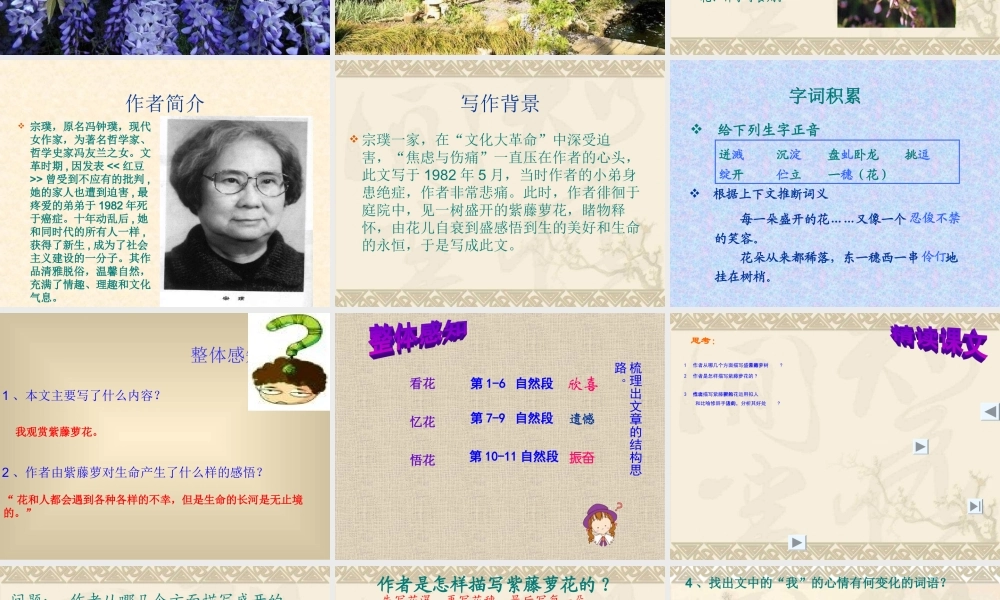 紫藤萝瀑布课件 (3)