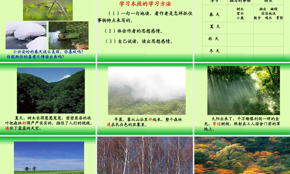 美丽的小兴安岭PPT 