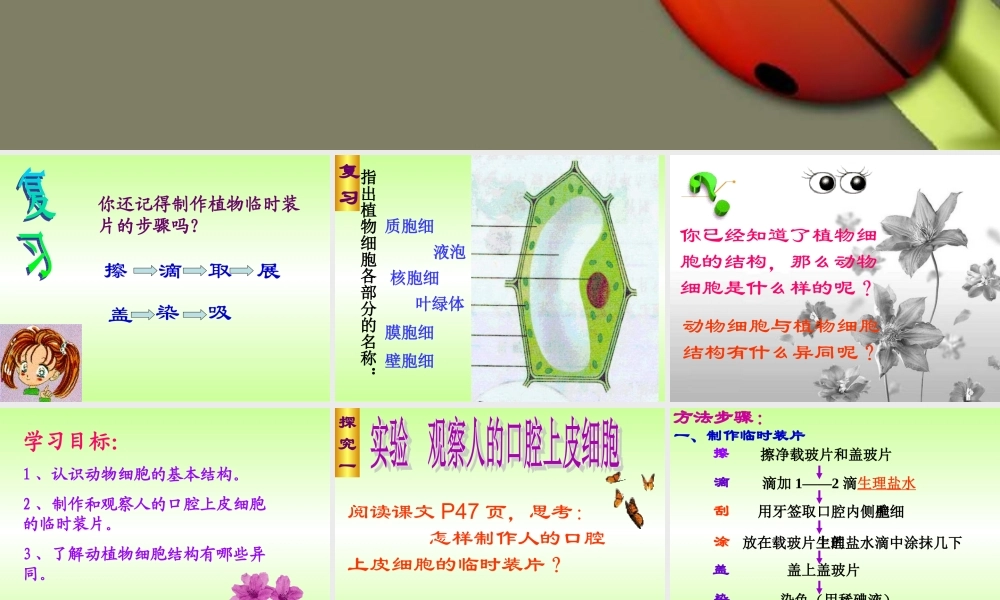 观察动物细胞课件