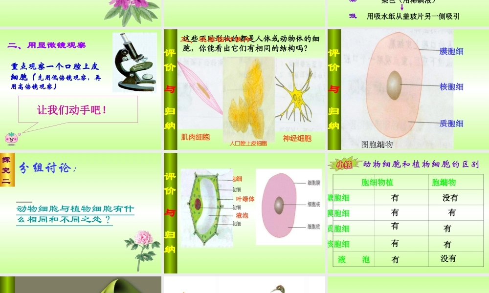 观察动物细胞课件