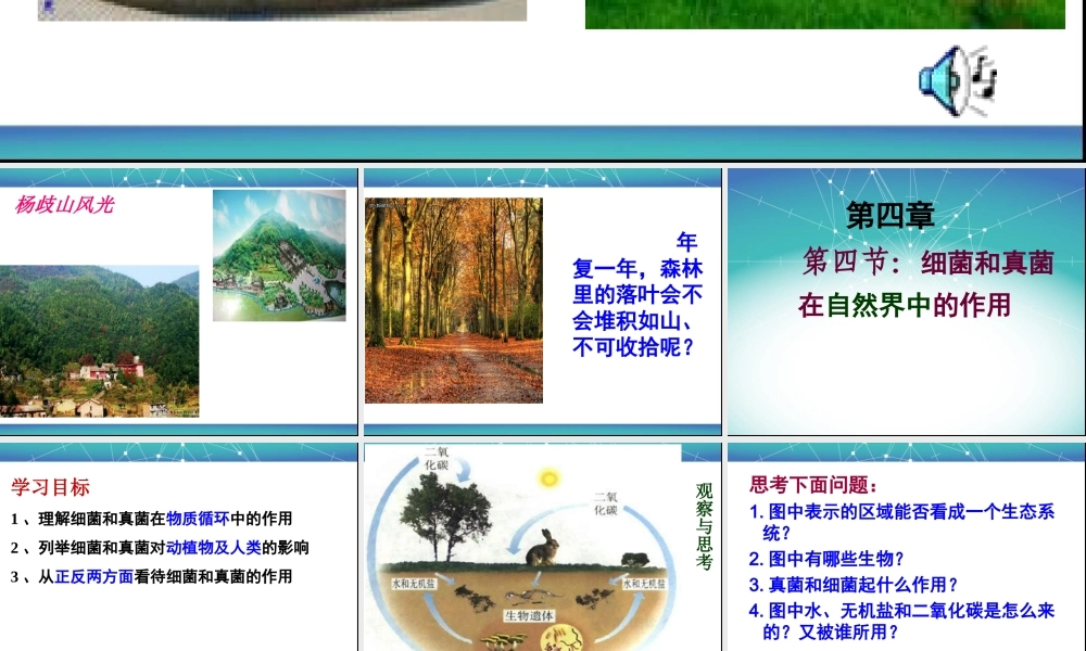 细菌和真菌在自然界中的作用