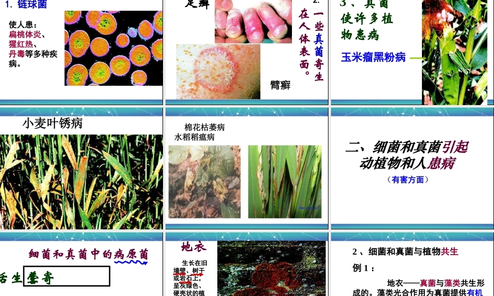 细菌和真菌在自然界中的作用