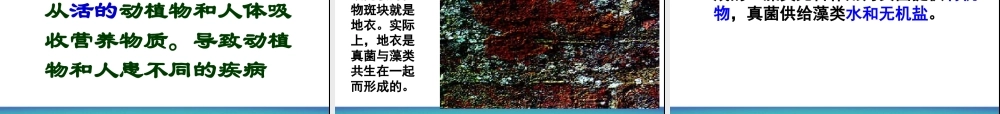 细菌和真菌在自然界中的作用