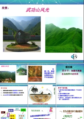 细菌和真菌在自然界中的作用