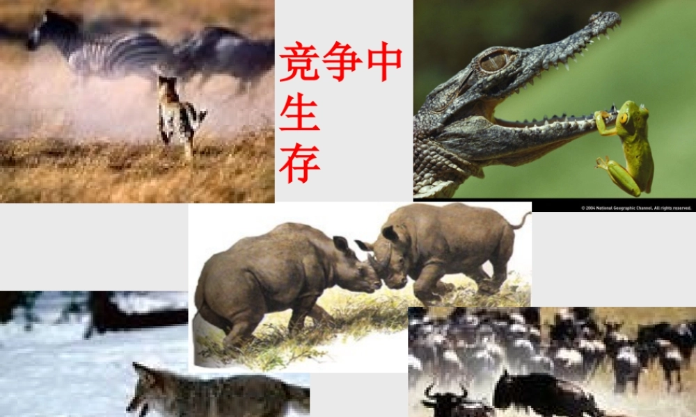 八年级政治竞争合作课件