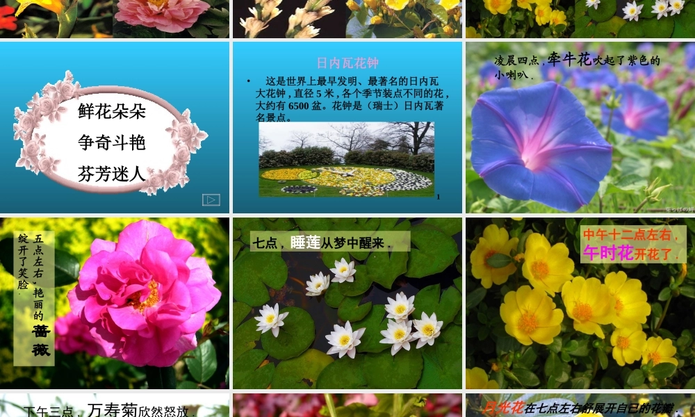 语文三年级上《花钟》课件（