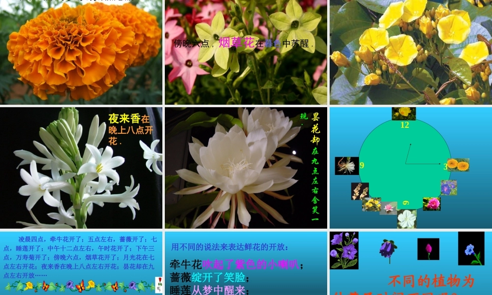 语文三年级上《花钟》课件（