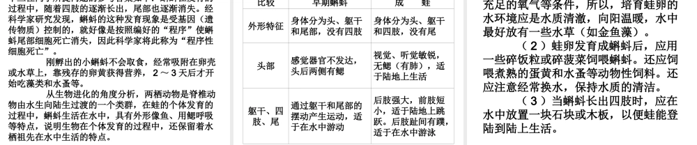 人教版八年级生物课件(两栖动物的生殖和发育)