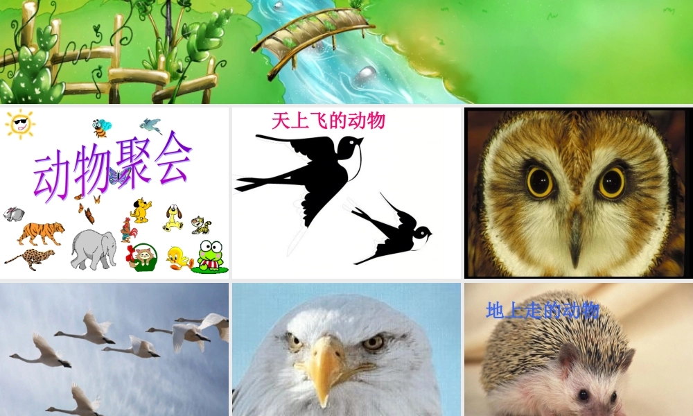 奇妙的动物世界