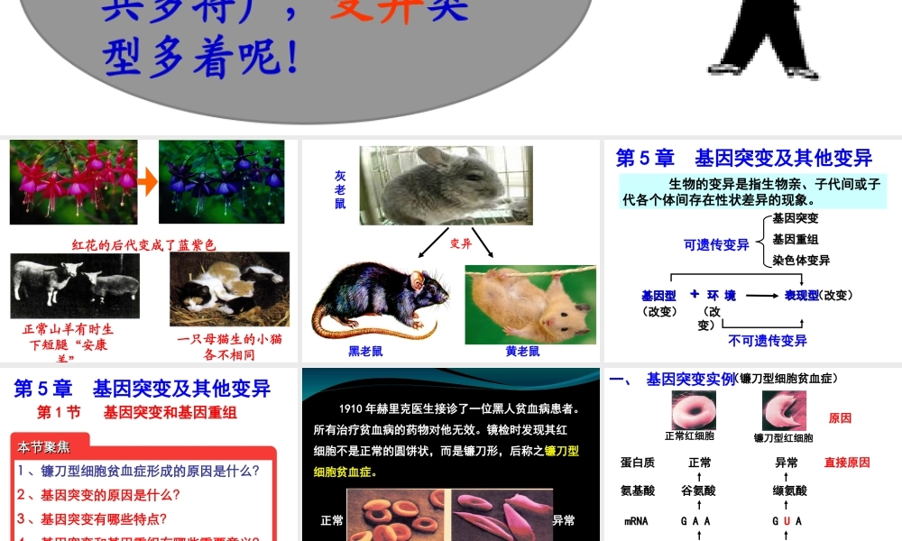 人教版必修2第五章第一节基因突变与基因重组（共16张PPT）