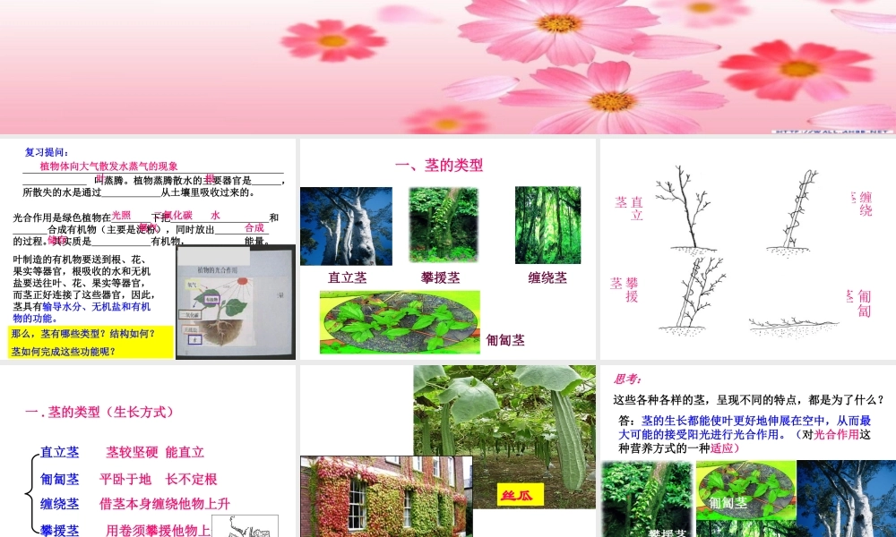 植物体中物质的运输(第一课时)