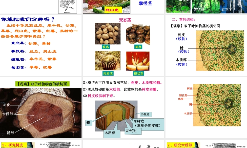 植物体中物质的运输(第一课时)