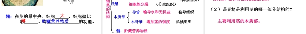 植物体中物质的运输(第一课时)
