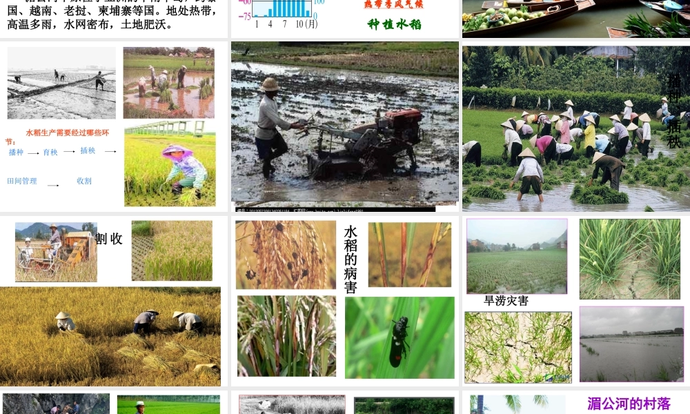 稻作文化的印记