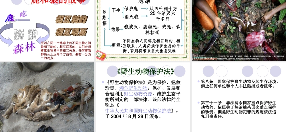 鹿和狼的故事六年级语文上PPT修改