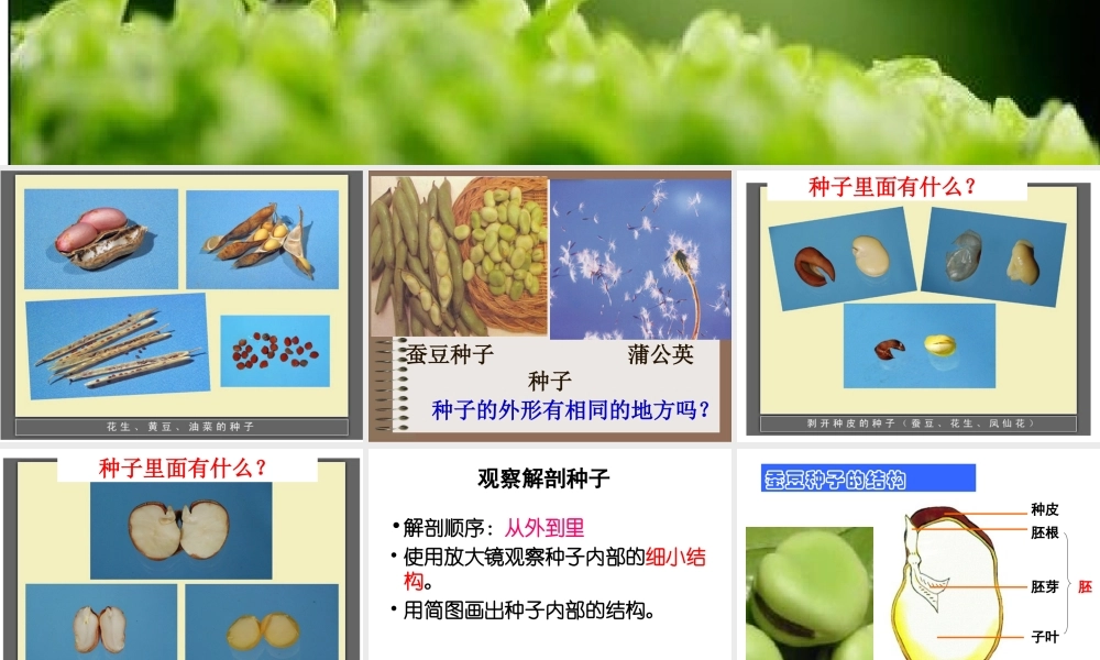 教科版四下2-5种子的萌发过程