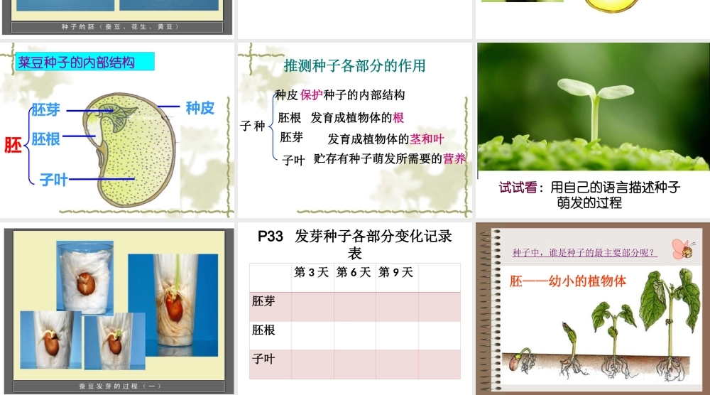 教科版四下2-5种子的萌发过程