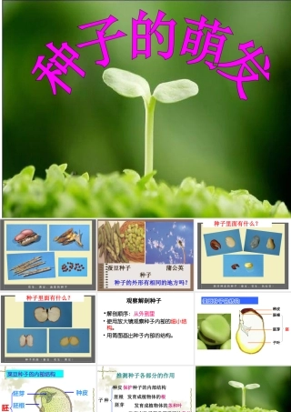 教科版四下2-5种子的萌发过程