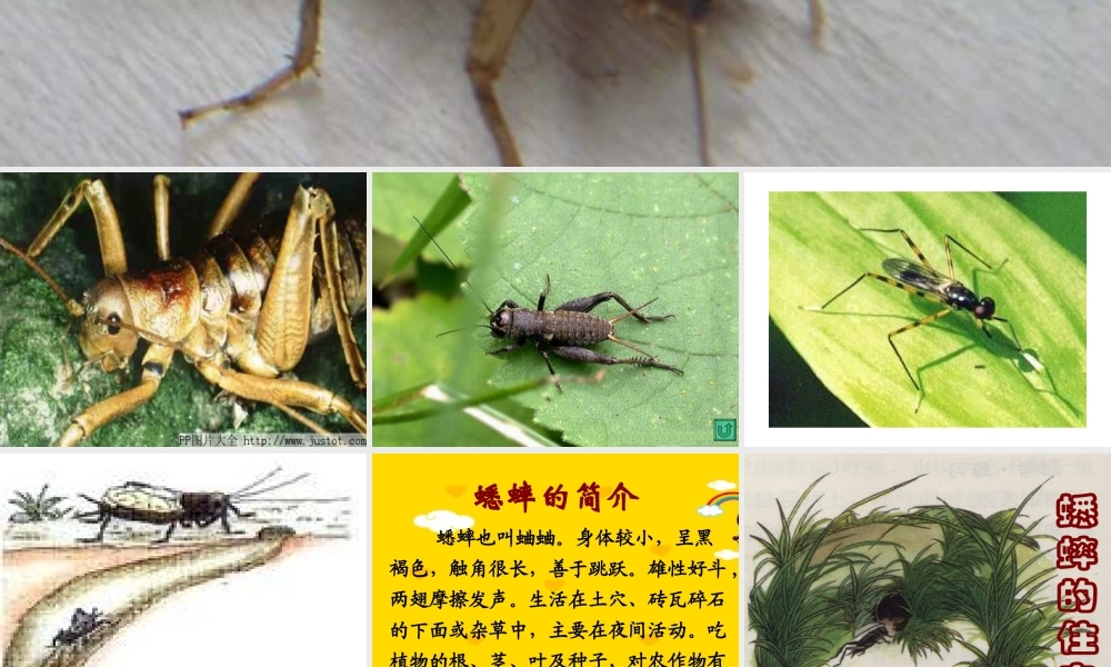 蟋蟀的住宅li