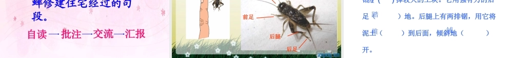 蟋蟀的住宅li