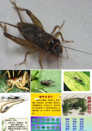 蟋蟀的住宅li