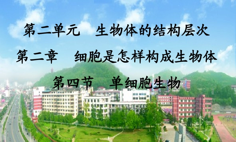 人教版七上第二单元第二章第四节+单细胞生物（共24张PPT）