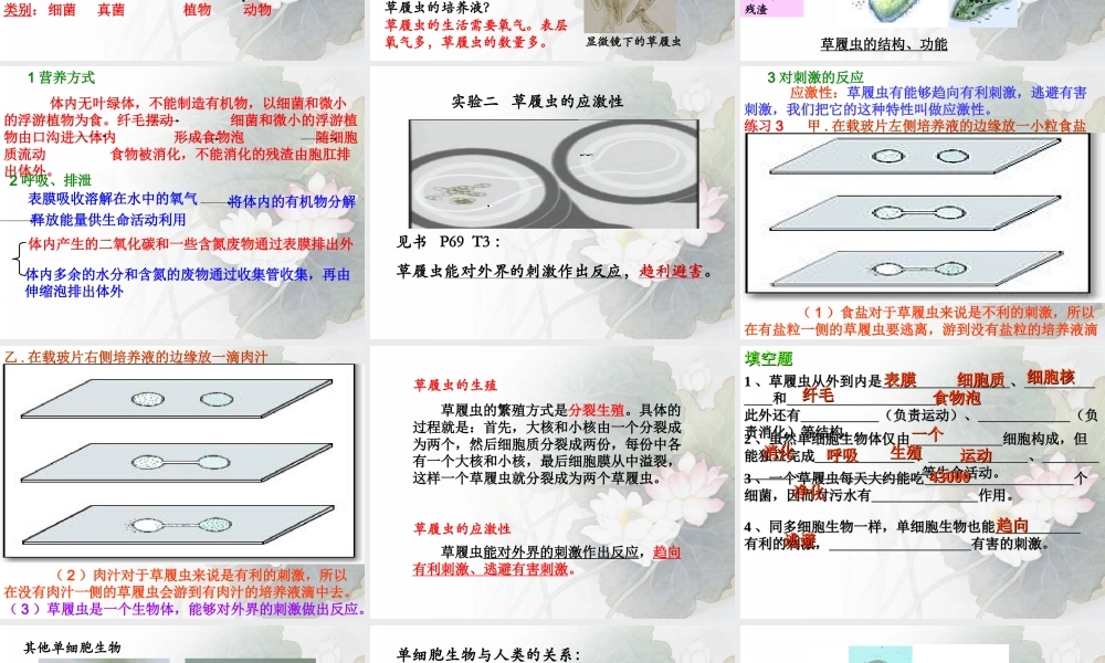 人教版七上第二单元第二章第四节+单细胞生物（共24张PPT）