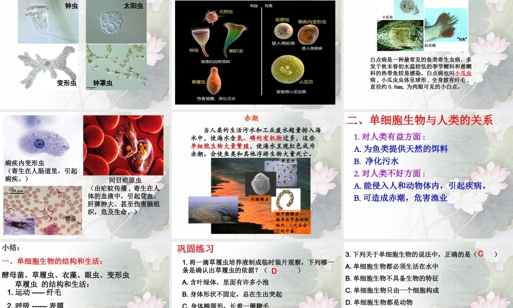 人教版七上第二单元第二章第四节+单细胞生物（共24张PPT）